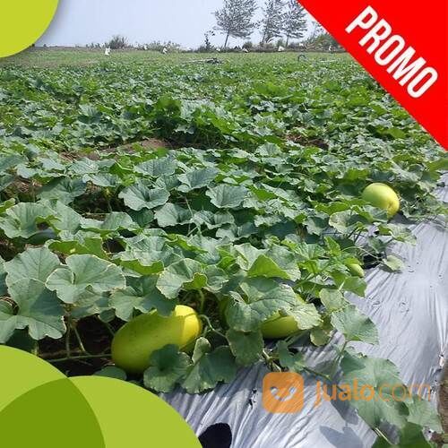 Sedia Mulsa Plastik Penutup Lahan Budidaya