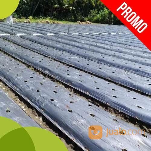 Sedia Mulsa Plastik Penutup Lahan Budidaya