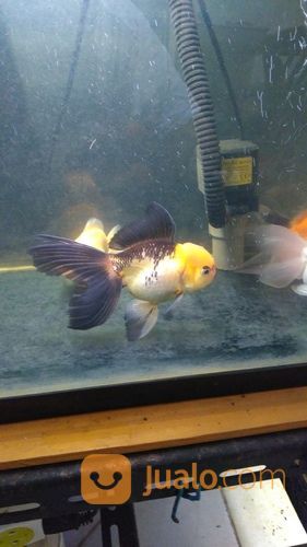 Ikan Mas Koki Oranda Dan Rancu