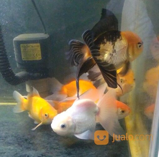 Ikan Mas Koki Oranda Dan Rancu