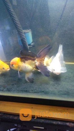 Ikan Mas Koki Oranda Dan Rancu