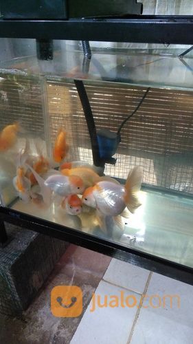 Ikan Mas Koki Oranda Dan Rancu