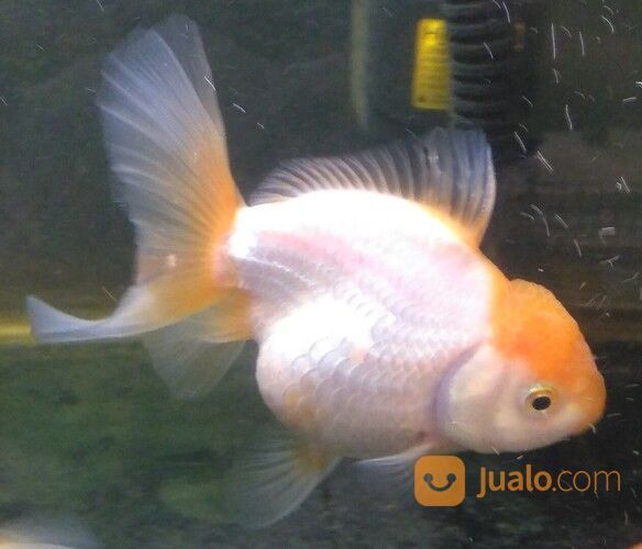 Ikan Mas Koki Oranda Dan Rancu