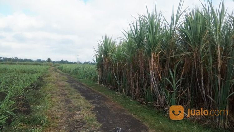 Tanah Akses Truk Di Sudimoro Bululawang Malang