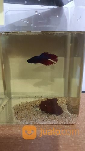 Toples Soliter Aquarium Ikan Cupang Acrylic PS 4 Ltr Malang