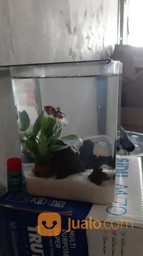 Toples Soliter Aquarium Ikan Cupang Acrylic PS 4 Ltr Malang