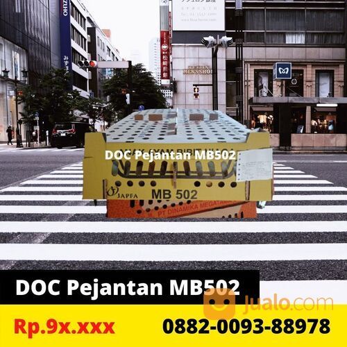Harga DOC Pejantan Japfa Comfeed (Gratis Ongkir)