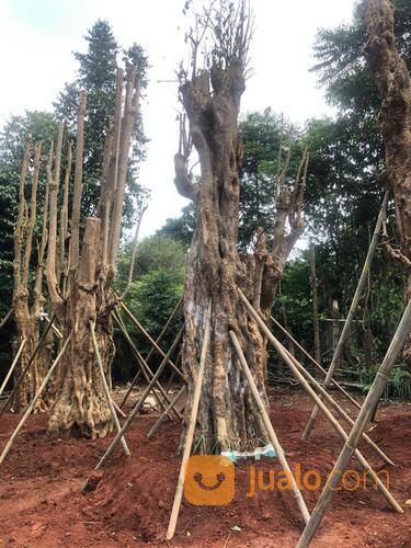 POHON PULE FOSIL BIG SIZE LINGKAR 3 - 4 METER