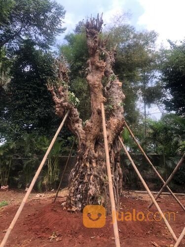 POHON PULE FOSIL BIG SIZE LINGKAR 3 - 4 METER