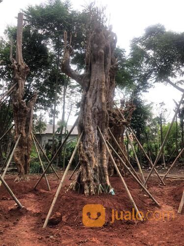 POHON PULE FOSIL BIG SIZE LINGKAR 3 - 4 METER