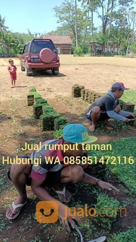 Rumput Jepang Jombang Rp 16.000 Permeter Tahun 2022 Siap Tanam