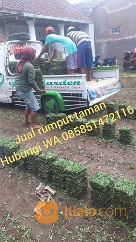 Rumput Jepang Jombang Rp 16.000 Permeter Tahun 2022 Siap Tanam