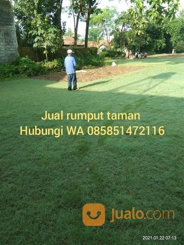 Rumput Jepang Jombang Rp 16.000 Permeter Tahun 2022 Siap Tanam
