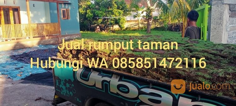 Rumput Jepang Jombang Rp 16.000 Permeter Tahun 2022 Siap Tanam