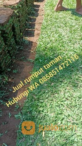 Rumput Jepang Caruban,Rumput Siap Tanam Dirumah Anda