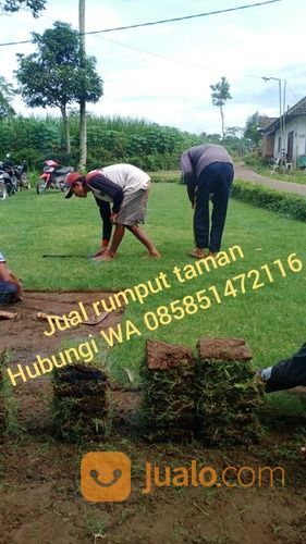 Rumput Jepang Caruban,Rumput Siap Tanam Dirumah Anda