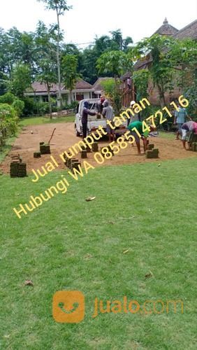 Rumput Jepang Caruban,Rumput Siap Tanam Dirumah Anda