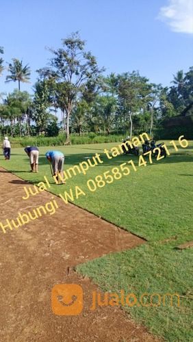 Rumput Jepang Magetan Rumput Hidup Dari Petani Malang