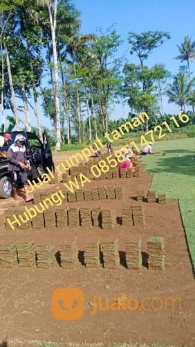 Rumput Jepang Magetan Rumput Hidup Dari Petani Malang