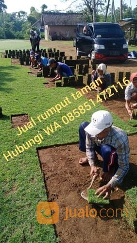 Rumput Jepang Magetan Rumput Hidup Dari Petani Malang