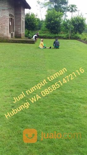 Rumput Jepang Magetan Rumput Hidup Dari Petani Malang