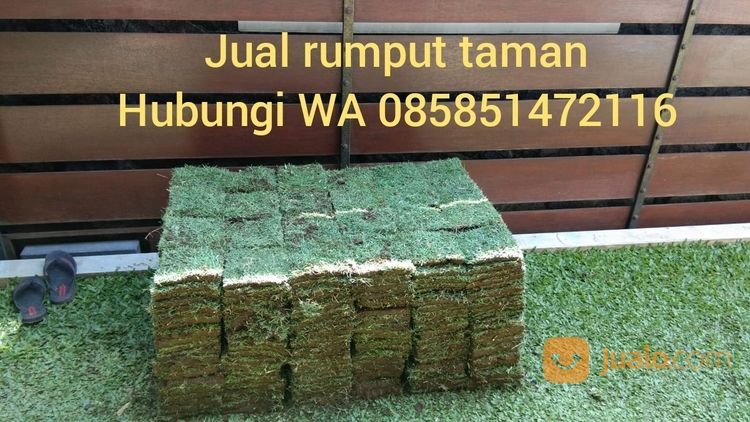 Rumput Jepang Magetan Rumput Hidup Dari Petani Malang