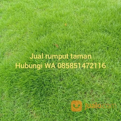 Rumput Jepang Ngawi,Rumput Golf Dan Gajah Mini Ngawi
