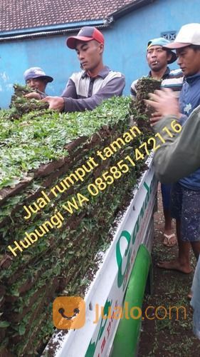 Rumput Jepang Ngawi,Rumput Golf Dan Gajah Mini Ngawi