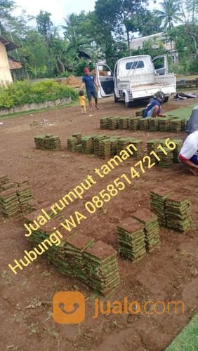 Rumput Jepang Ngawi,Rumput Golf Dan Gajah Mini Ngawi
