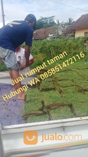 Rumput Jepang Ngawi,Rumput Golf Dan Gajah Mini Ngawi