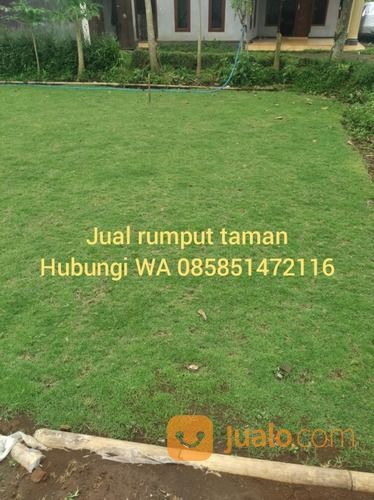 Rumput Jepang Ngawi,Rumput Golf Dan Gajah Mini Ngawi