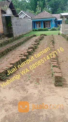 Rumput Jepang Situbondo,Rumput Hijau Siap Tanam Wa 085851472116