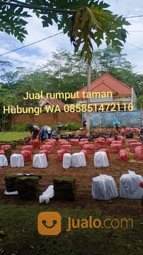 Rumput Jepang Situbondo,Rumput Hijau Siap Tanam Wa 085851472116