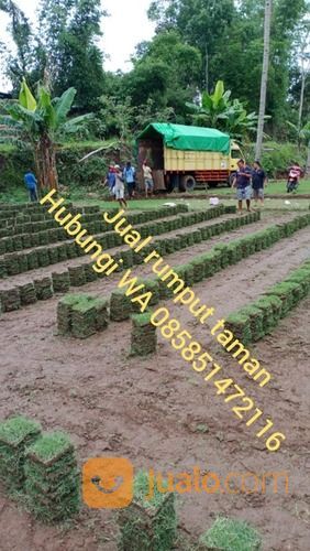 Rumput Jepang Situbondo,Rumput Hijau Siap Tanam Wa 085851472116