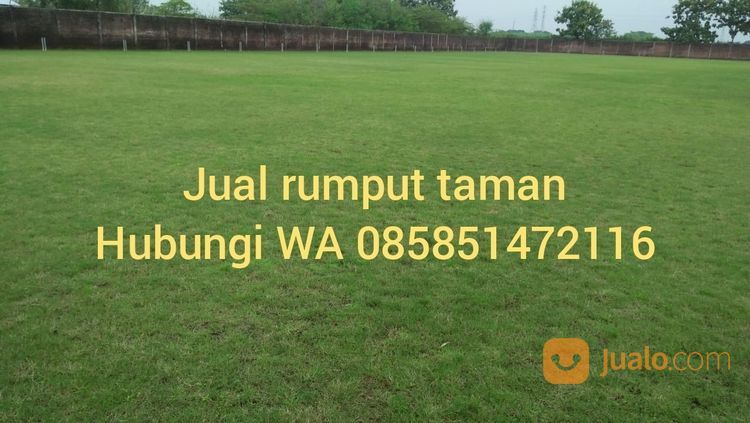 Rumput Jepang Situbondo,Rumput Hijau Siap Tanam Wa 085851472116