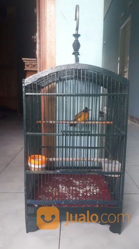 Burung Kutilang Emas Gacor