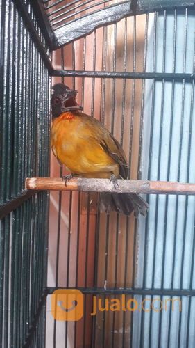 Burung Kutilang Emas Gacor