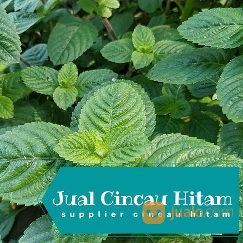 Supplier Cincau Hitam Di Simalungun Kualitas Ekspor Harga Lokal