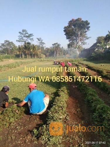 Rumput Gajah Mini Magetan,Rumput Hidup Harga Rp 16.000 Permeter