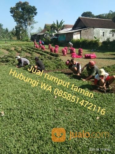 Rumput Gajah Mini Magetan,Rumput Hidup Harga Rp 16.000 Permeter