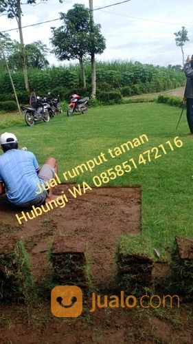 Rumput Gajah Mini Lumajang,Rumput Jepang Lumajang