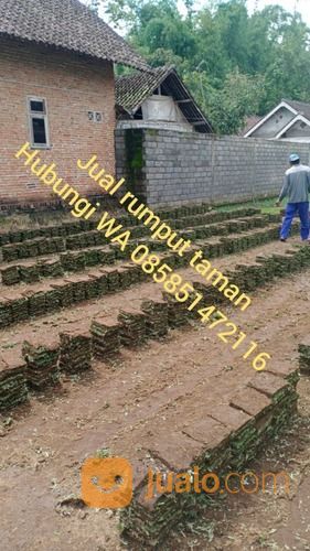 Rumput Gajah Mini Lumajang,Rumput Jepang Lumajang