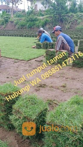 Rumput Gajah Mini Lumajang,Rumput Jepang Lumajang