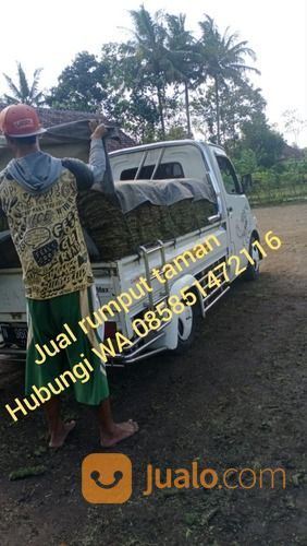 Rumput Gajah Mini Lumajang,Rumput Jepang Lumajang