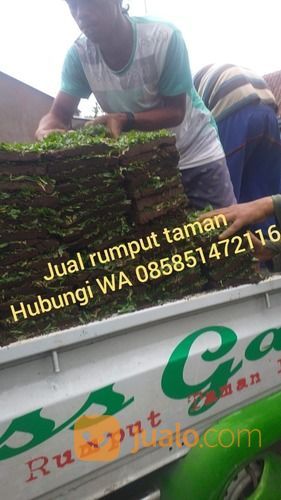 Rumput Gajah Mini Yogyakarta Harga Murah Kwalitas No 1