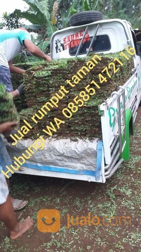Rumput Gajah Mini Yogyakarta Harga Murah Kwalitas No 1