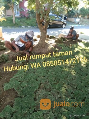 Rumput Gajah Mini Yogyakarta Harga Murah Kwalitas No 1