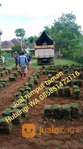 Rumput Gajah Mini Kota Surakarta Harga Terjangkau