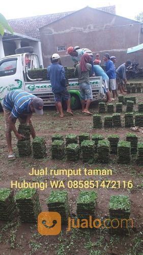 Rumput Gajah Mini Kota Surakarta Harga Terjangkau