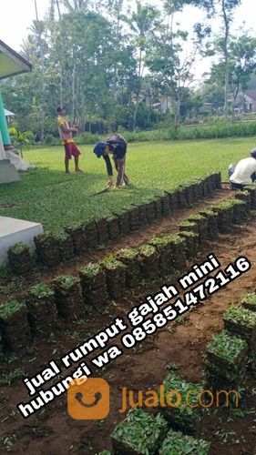 Rumput Gajah Mini Kota Salatiga,Rumput Hijau Siap Tanam